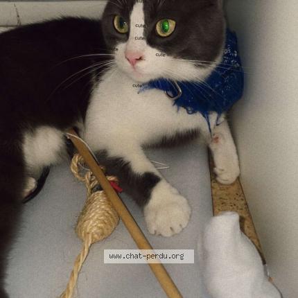 Foto 1/1 Smoki Chat perdido en Escautpont