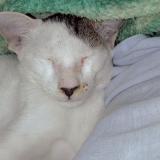 Foto de gato encontrado en Patna