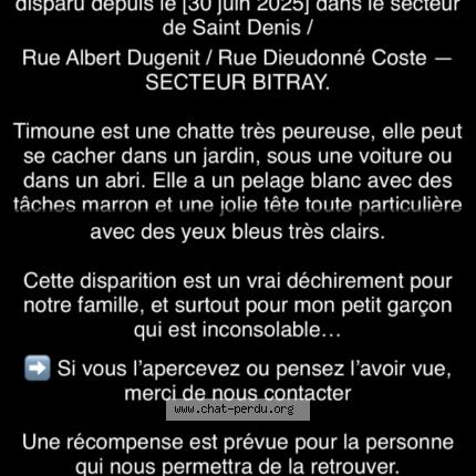 Foto 1/1 Timoune Chat perdido en Chateauroux