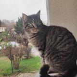 Foto del gato perdido en Agen