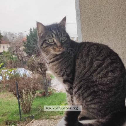 Foto 1/1 Spritz Chat perdido en Agen