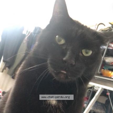 Foto 1/1 Coco Chat perdido en Touques
