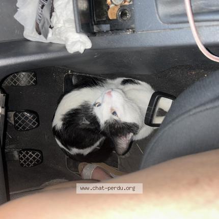 Foto 1/1 Booba Chat perdido en Gradignan