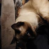 Foto del gato perdido en Gagny