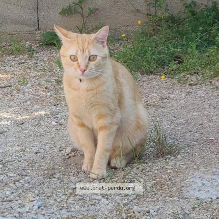 Foto 1/1 sans nom Chat perdido en Sance