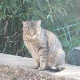 Foto del gato perdido en Nantes