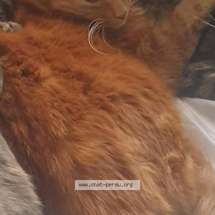 Foto 1/1 Lively Chat perdido en Ychoux