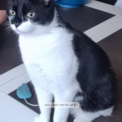 Foto 1/1 Raven Chat perdido en Serquigny