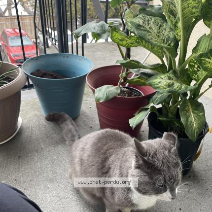 Foto 1/1 Rachet-Aire de service Lavaltrie Chat perdido en Lavaltrie