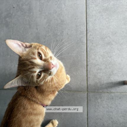 Foto 1/3 Popo Chat perdido en Corbarieu