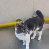 Foto del gato perdido en Luneville
