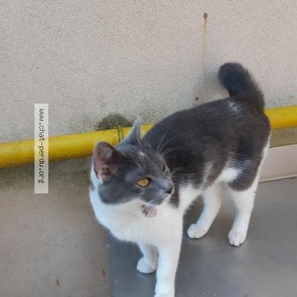 Foto 1/1 Buty Chat perdido en Luneville