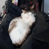 Foto del gato perdido en Asserac