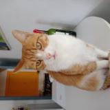 Foto del gato perdido en Eysines