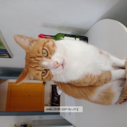 Foto 1/1 CASPER Chat perdido en Eysines