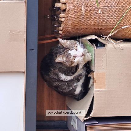 Foto 1/1 ROGER Chat perdido en Aix en provence