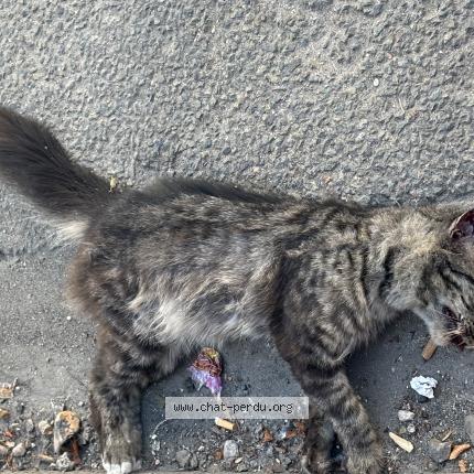 Foto 1/1 Gato encontrado Encontrado en Saint denis