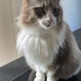 Foto del gato perdido en Grezieu La Varenne