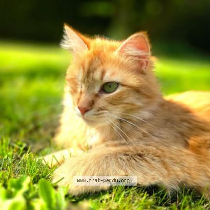 Foto 1/1 Coco Chat perdido en Varaville