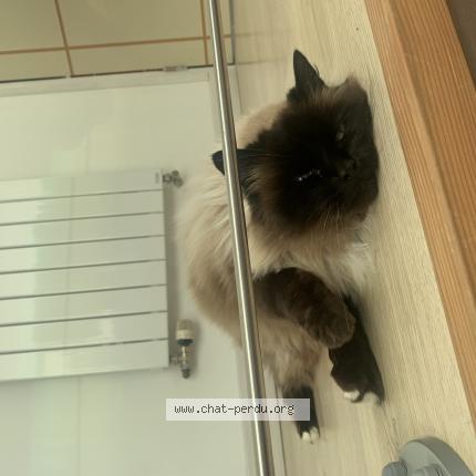 Foto 1/1 Chateigne Chat perdido en Nevez