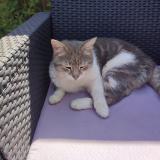 Foto del gato perdido en Bergerac