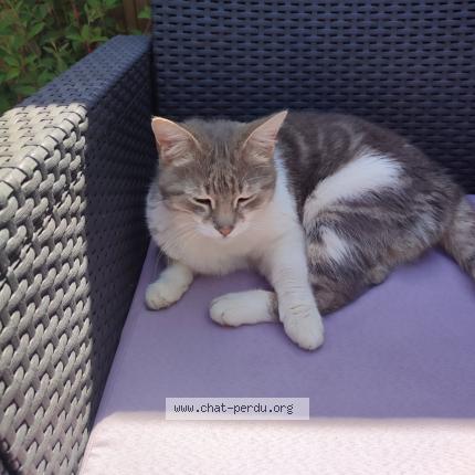 Foto 1/1 L&eacute;o Chat perdido en Bergerac
