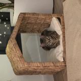 Foto del gato perdido en Chalonnes Sur Loire