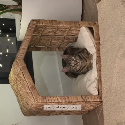 Foto 1/1 Boo Chat perdido en Chalonnes sur loire