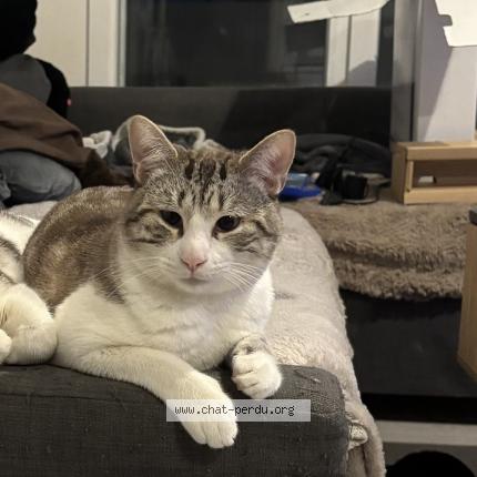 Foto 1/1 Happy Chat perdido en Beziers