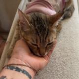 Foto del gato perdido en Bischwiller