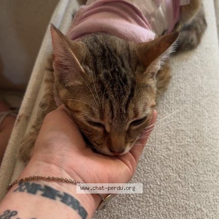 Foto 1/1 Yuki Chat perdido en Bischwiller