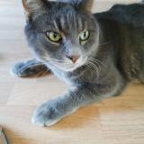 Foto del gato perdido en Angers