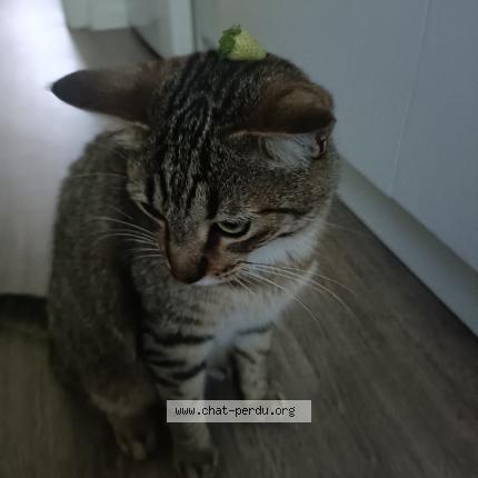 Foto 1/1 K&ouml;zi Chat perdido en Donges