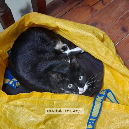 Foto 1/1 ROMEO Chat perdido en Chatignonville