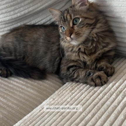 Foto 1/1 Va&iuml;a Chat perdido en Vias