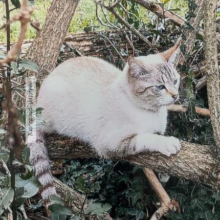 Foto 1/1 Khusi Chat perdido en Saint maurice l exil