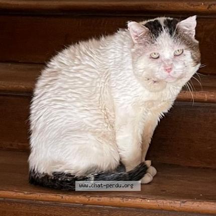 Foto 1/1 Hercule Chat perdido en Saint leger aux bois