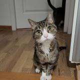 Foto del gato perdido en Montbozon