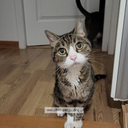 Foto 1/1 Chewby Chat perdido en Montbozon