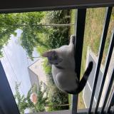 Foto del gato perdido en Paray Vieille Poste