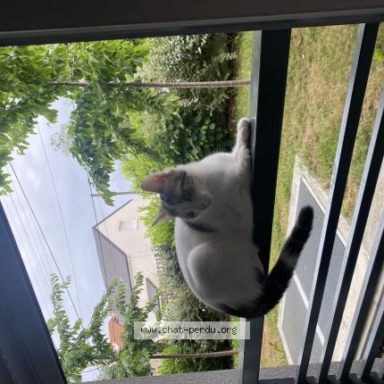 Foto 1/1 Nina Chat perdido en Paray vieille poste