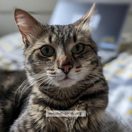 Foto 1/1 Narauto Chat perdido en Montmagny