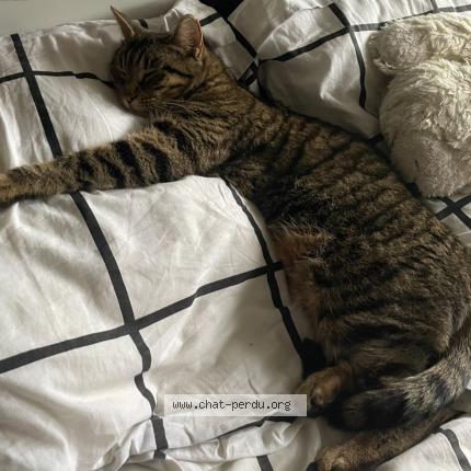 Foto 1/1 Gaya Chat perdido en Junas