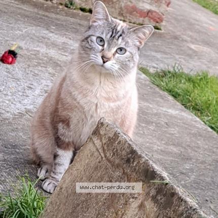 Foto 1/1 NEIGE Chat perdido en Monceau le neuf et faucouzy