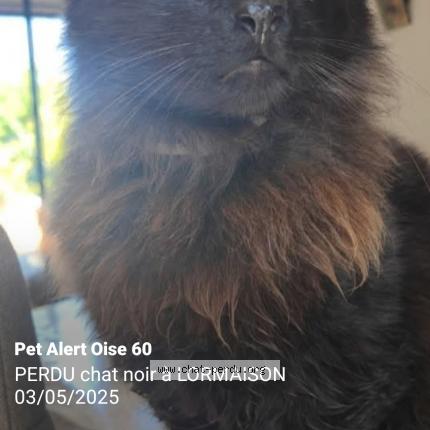 Foto 1/1 Ne&iuml;ko Chat perdido en Lormaison