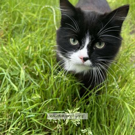 Foto 1/1 Yoshi Chat perdido en Le fouilloux