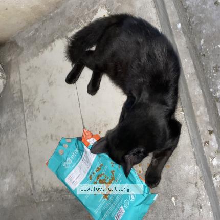 Foto 1/1 Gato encontrado Encontrado en Karachi