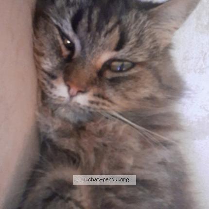 Foto 1/3 Maya Chat perdido en Toulouse