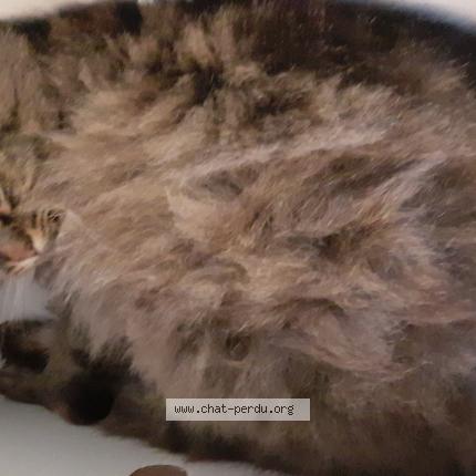 Foto 2/3 Maya Chat perdido en Toulouse