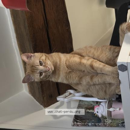 Foto 1/1 Titouan alias « Titou » Chat perdido en Antony